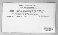 Phragmidium speciosum image